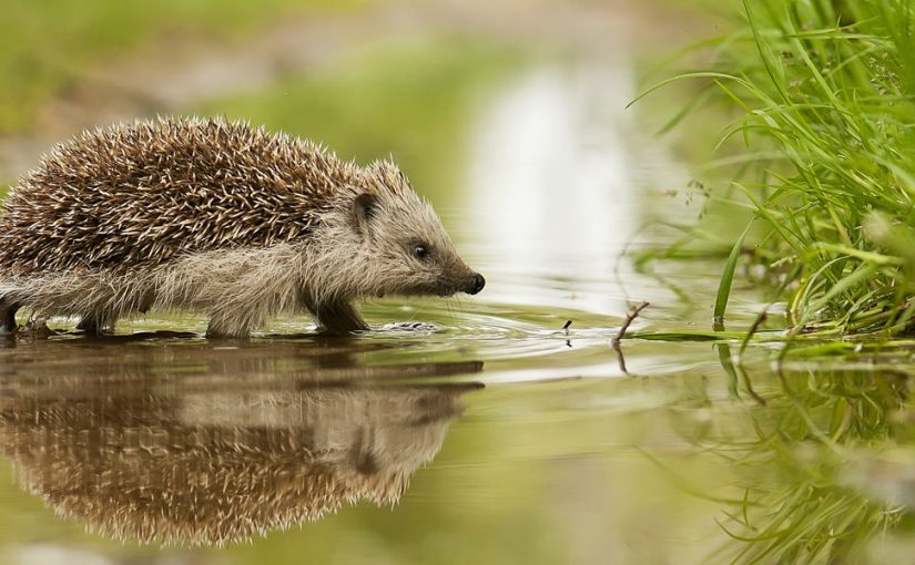 hedgehog-awareness-week