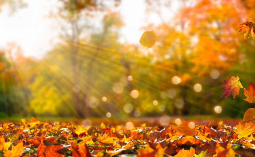 autumn-specials